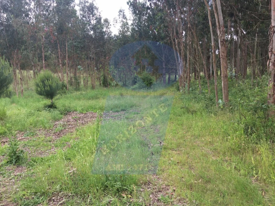 Quinta para Venda em Tamengos, Aguim e Óis do Bairro Foto 6