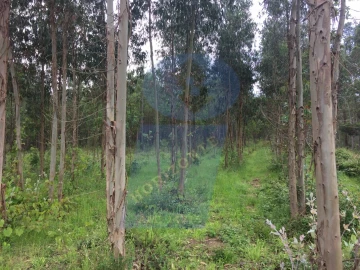 Quinta para Venda em Tamengos, Aguim e Óis do Bairro