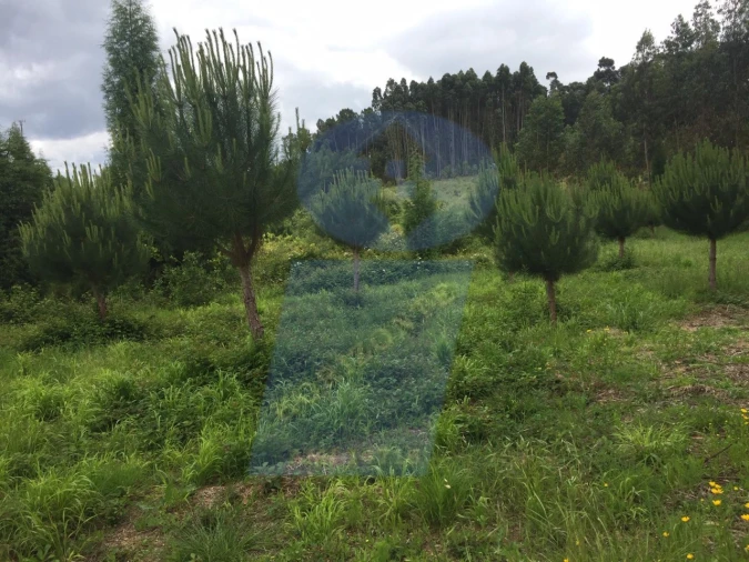 Quinta para Venda em Tamengos, Aguim e Óis do Bairro Foto 2