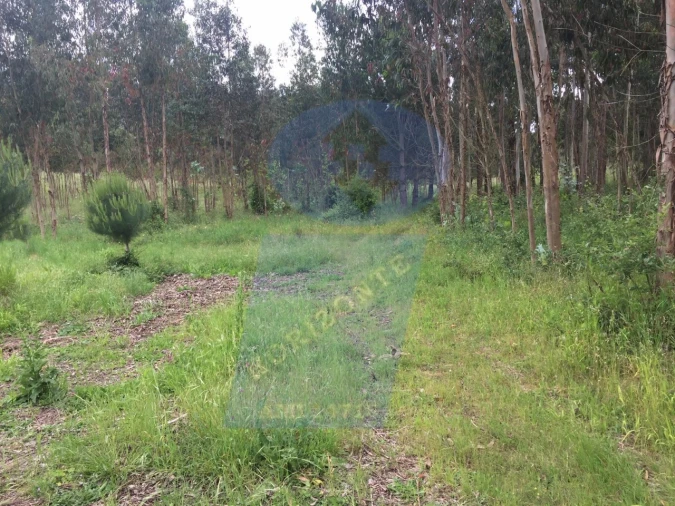 Quinta para Venda em Tamengos, Aguim e Óis do Bairro Foto 6