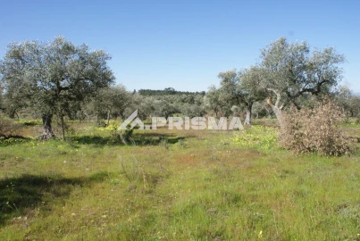 Terreno para Venda em Malpica do Tejo