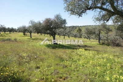 Terreno para Venda em Malpica do Tejo