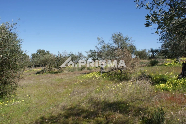 Terreno para Venda em Malpica do Tejo Foto 8