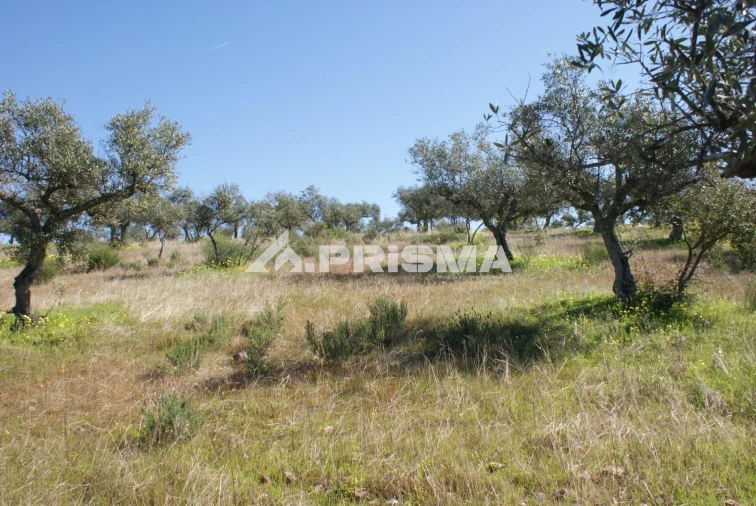 Terreno para Venda em Malpica do Tejo Foto 14