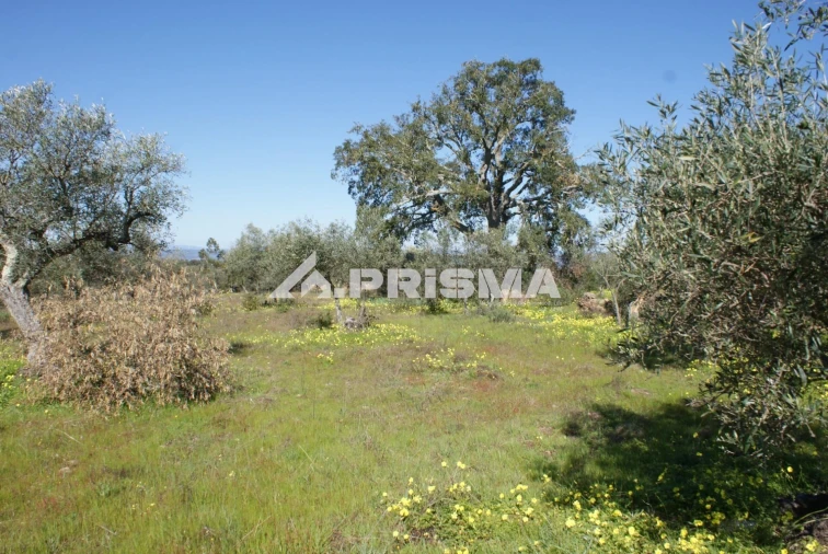 Terreno para Venda em Malpica do Tejo Foto 3