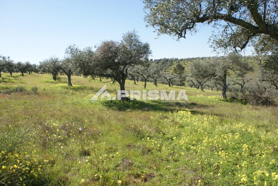Terreno para Venda em Malpica do Tejo Foto 6