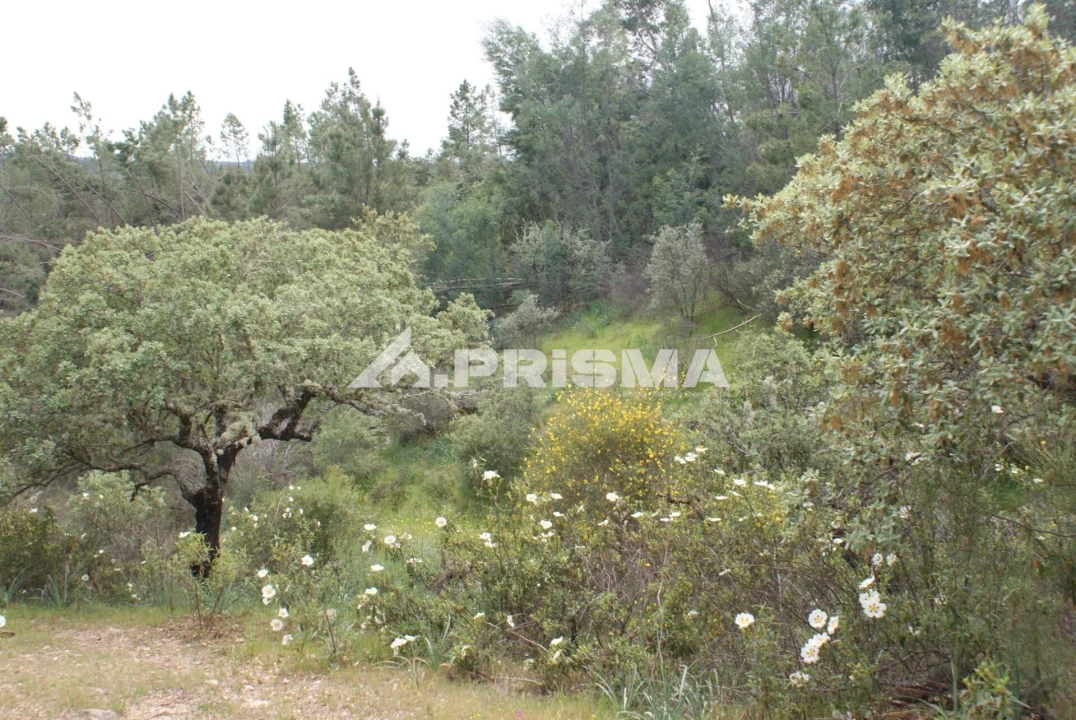 Terreno para Venda em Benquerenças Foto 3