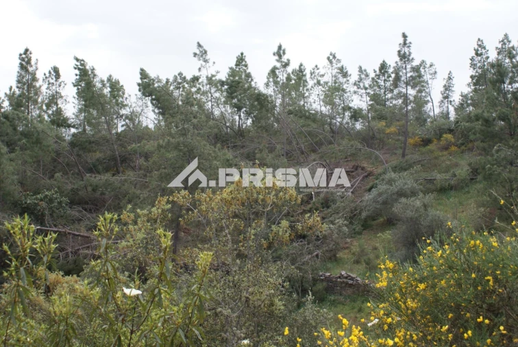 Terreno para Venda em Benquerenças Foto 7