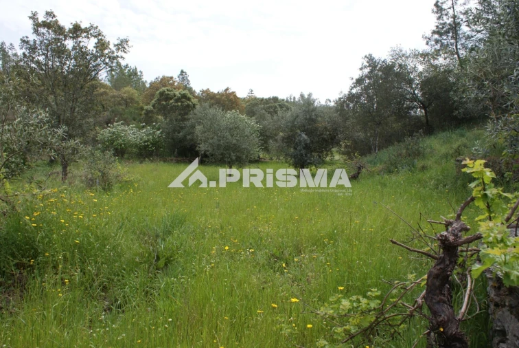Terreno para Venda em Benquerenças Foto 17