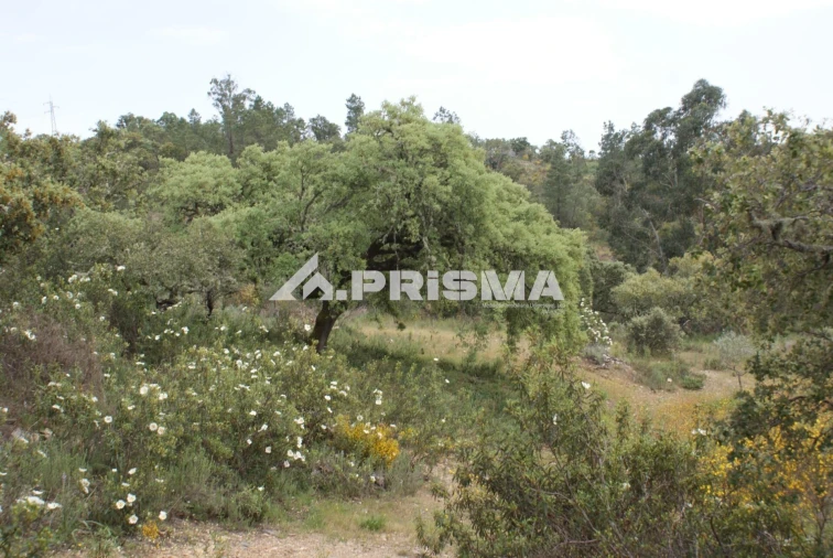 Terreno para Venda em Benquerenças Foto 8