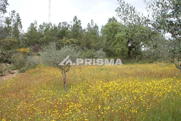 Terreno para Venda em Benquerenças Foto 12