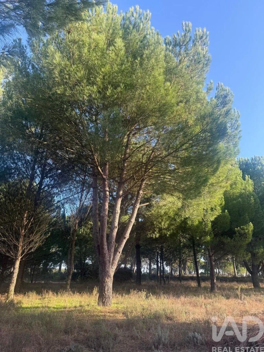 Terreno para Venda em Pegões Foto 10