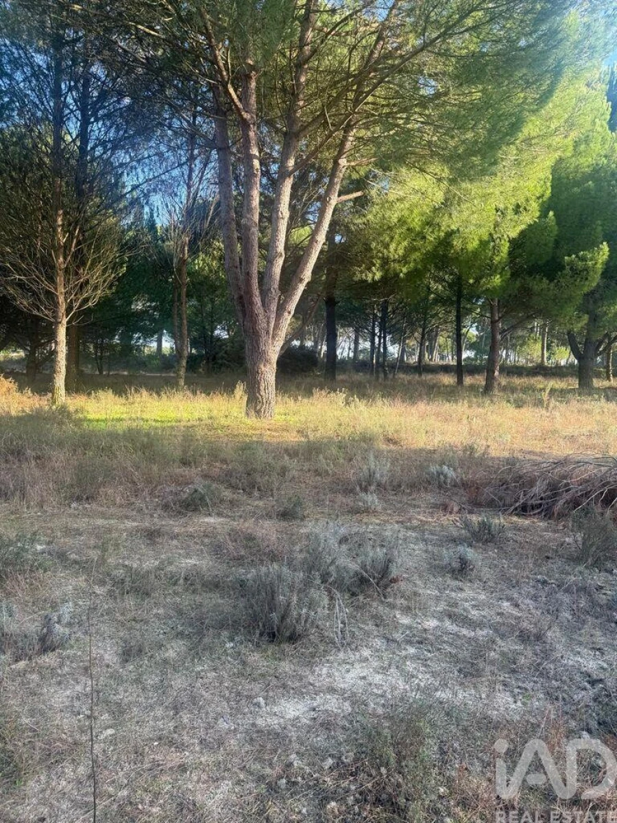 Terreno para Venda em Pegões Foto 12