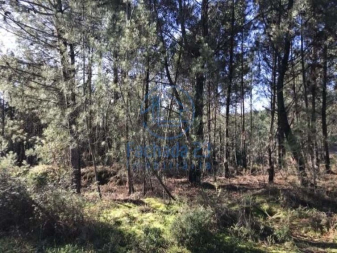 Terreno para Venda em Andrães Foto 5