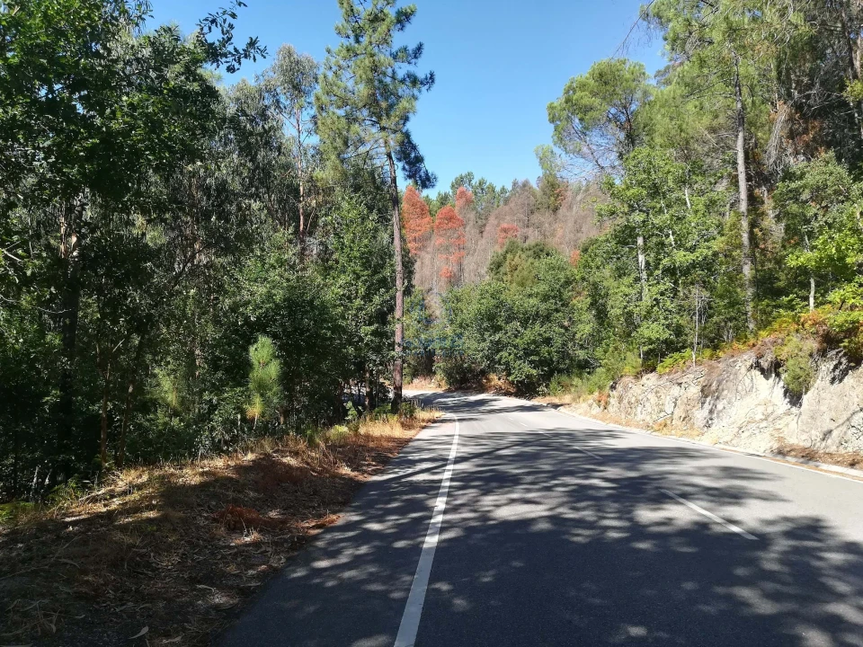 Terreno para Venda em Campo de Besteiros Foto 7