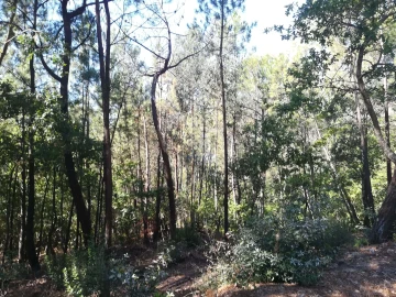 Terreno para Venda em Campo de Besteiros