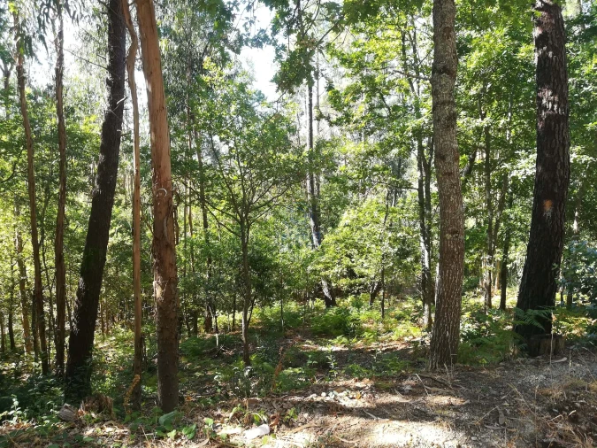 Terreno para Venda em Campo de Besteiros Foto 6