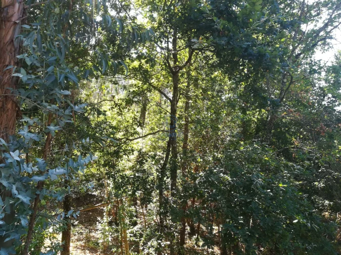 Terreno para Venda em Campo de Besteiros Foto 10