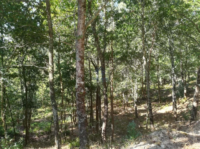 Terreno para Venda em Campo de Besteiros Foto 5