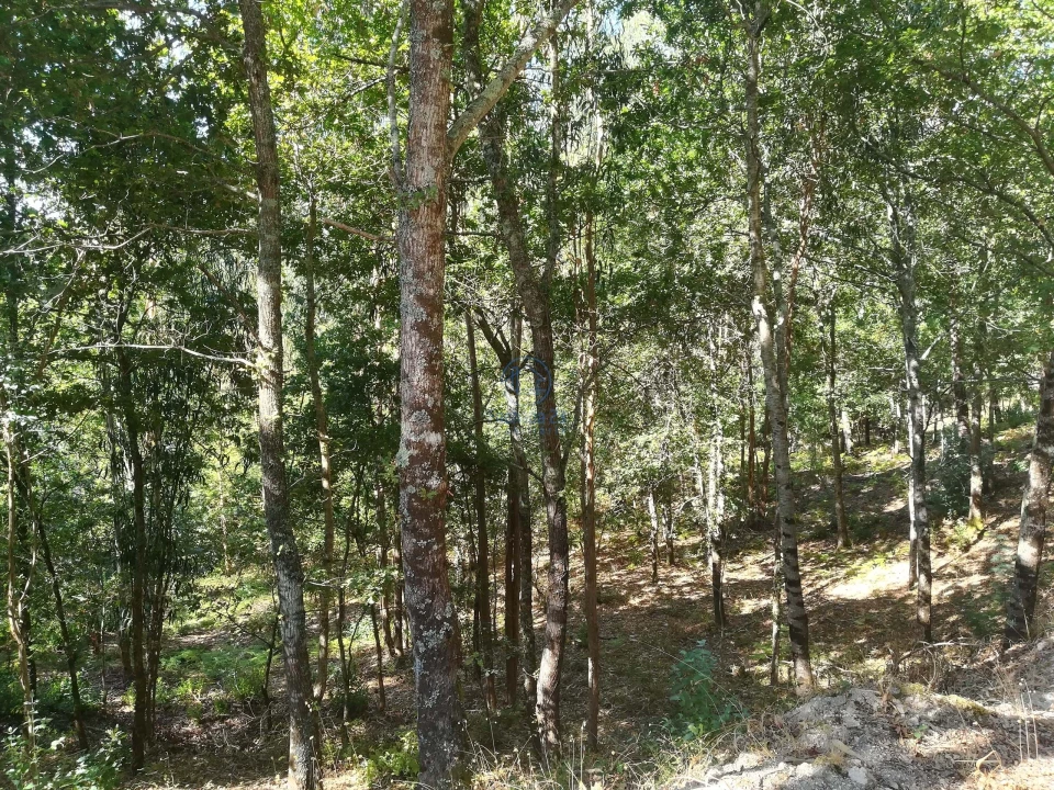 Terreno para Venda em Campo de Besteiros Foto 5