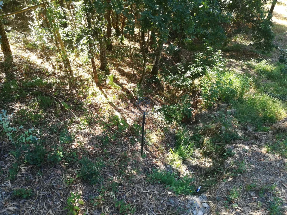 Terreno para Venda em Campo de Besteiros Foto 9
