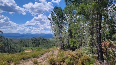 Terreno Agricola ou Rústico para Venda em Sarzedas