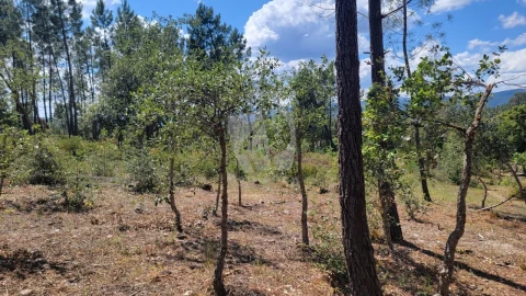 Terreno Agricola ou Rústico para Venda em Sarzedas