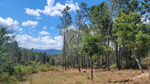 Terreno Agricola ou Rústico para Venda em Sarzedas