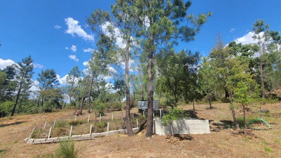 Terreno Agricola ou Rústico para Venda em Sarzedas Foto 16