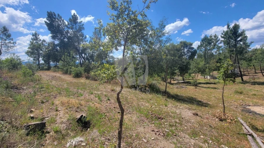 Terreno Agricola ou Rústico para Venda em Sarzedas Foto 11