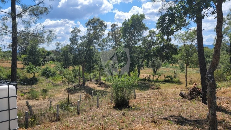 Terreno Agricola ou Rústico para Venda em Sarzedas Foto 23