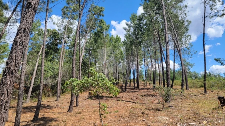Terreno Agricola ou Rústico para Venda em Sarzedas Foto 6