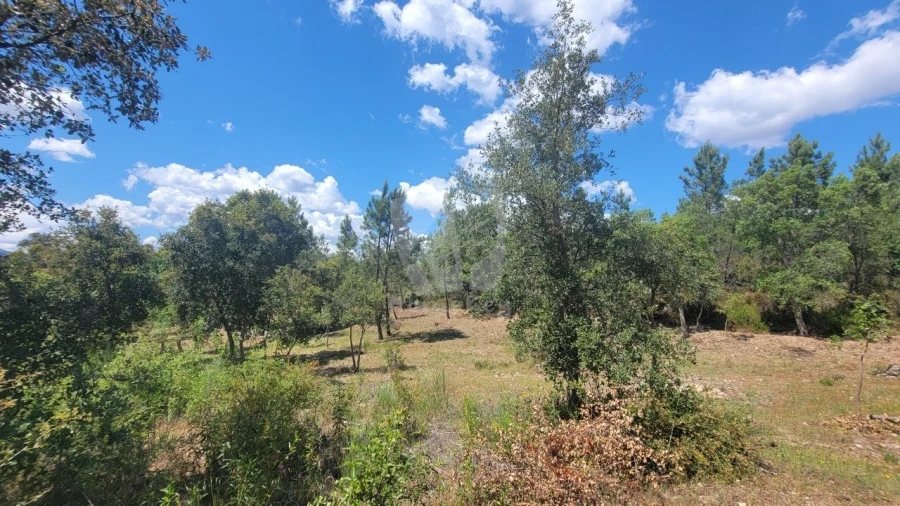 Terreno Agricola ou Rústico para Venda em Sarzedas Foto 12