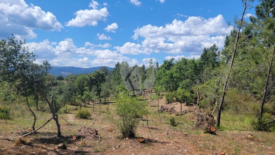 Terreno Agricola ou Rústico para Venda em Sarzedas Foto 8