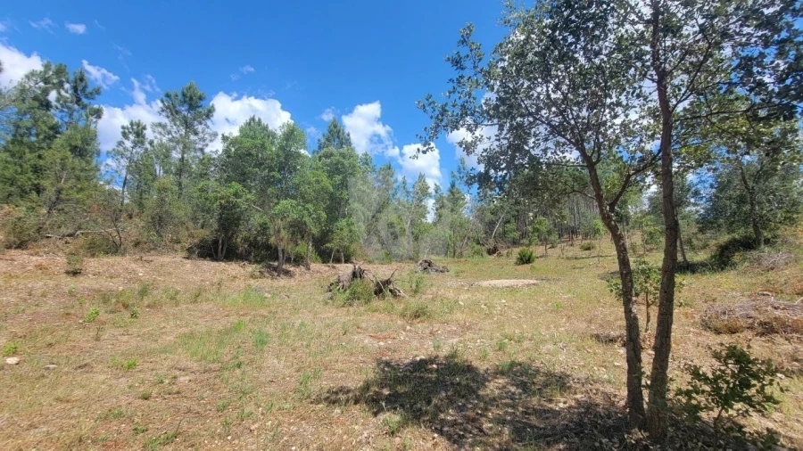 Terreno Agricola ou Rústico para Venda em Sarzedas Foto 14