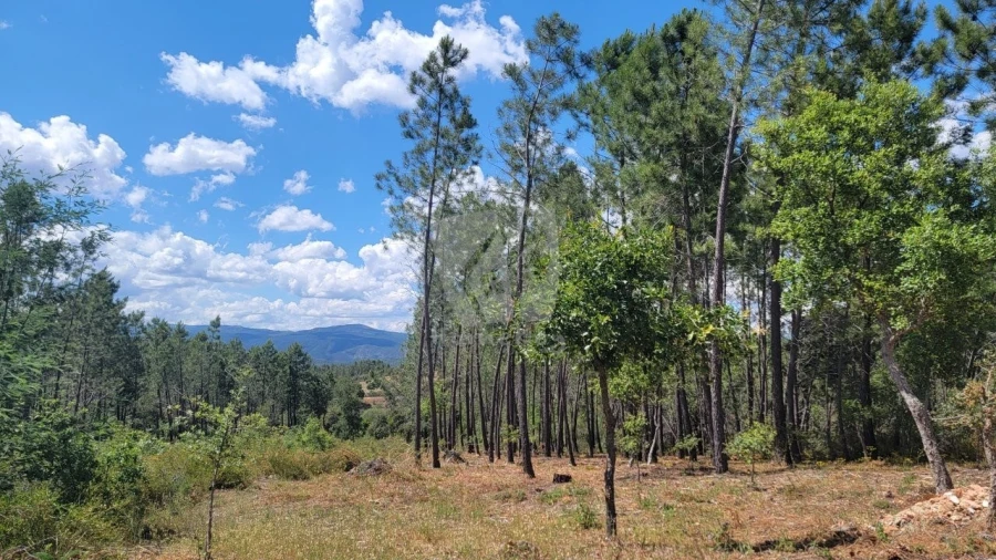 Terreno Agricola ou Rústico para Venda em Sarzedas Foto 2