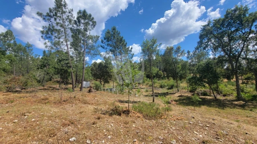 Terreno Agricola ou Rústico para Venda em Sarzedas Foto 25