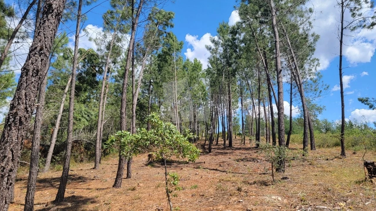 Terreno Agricola ou Rústico para Venda em Sarzedas Foto 6
