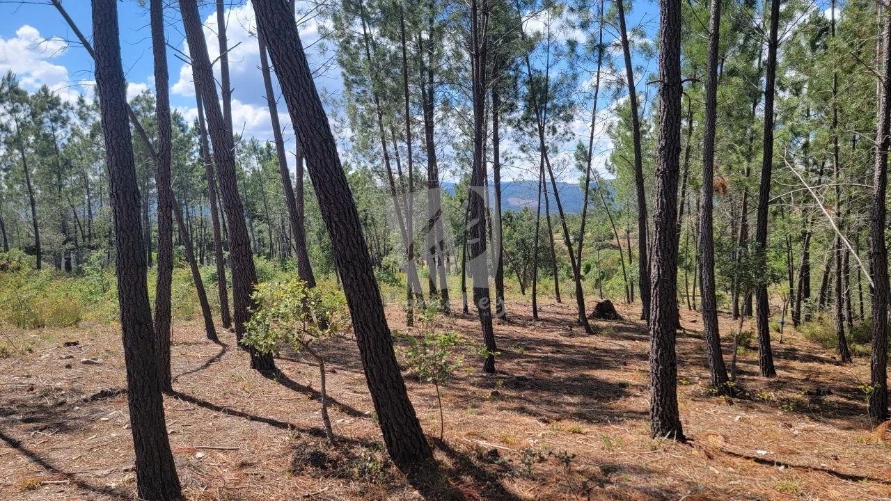 Terreno Agricola ou Rústico para Venda em Sarzedas Foto 5