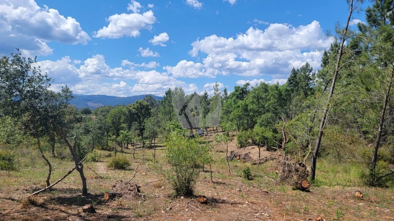 Terreno Agricola ou Rústico para Venda em Sarzedas Foto 8