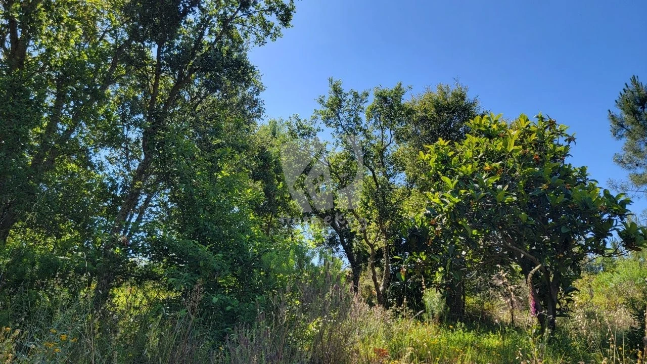 Terreno Agricola ou Rústico para Venda em Sobreira Formosa e Alvito da Beira Foto 5