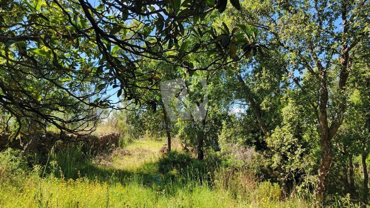 Terreno Agricola ou Rústico para Venda em Sobreira Formosa e Alvito da Beira Foto 19