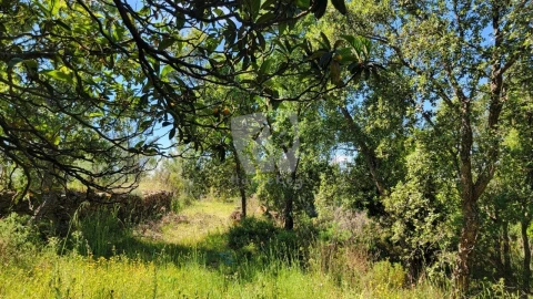 Terreno Agricola ou Rústico para Venda em Sobreira Formosa e Alvito da Beira
