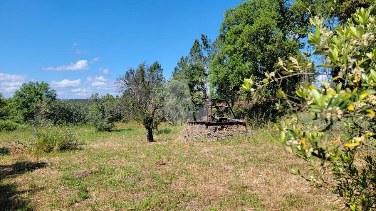 Terreno Agricola ou Rústico para Venda em Sobreira Formosa e Alvito da Beira Foto 12