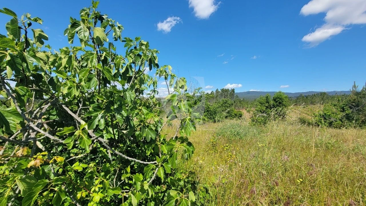 Terreno Agricola ou Rústico para Venda em Sobreira Formosa e Alvito da Beira Foto 29