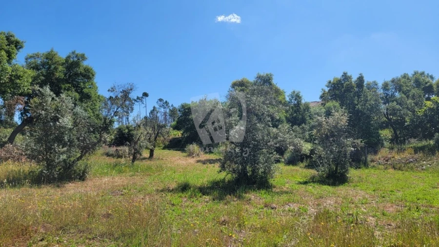 Terreno Agricola ou Rústico para Venda em Sobreira Formosa e Alvito da Beira Foto 4