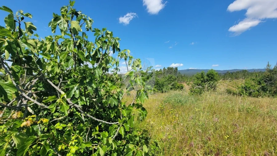 Terreno Agricola ou Rústico para Venda em Sobreira Formosa e Alvito da Beira Foto 29