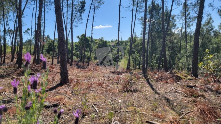 Terreno Agricola ou Rústico para Venda em Sobreira Formosa e Alvito da Beira Foto 33