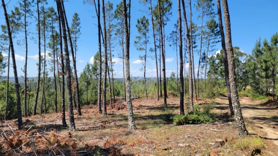 Terreno Agricola ou Rústico para Venda em Sobreira Formosa e Alvito da Beira Foto 34