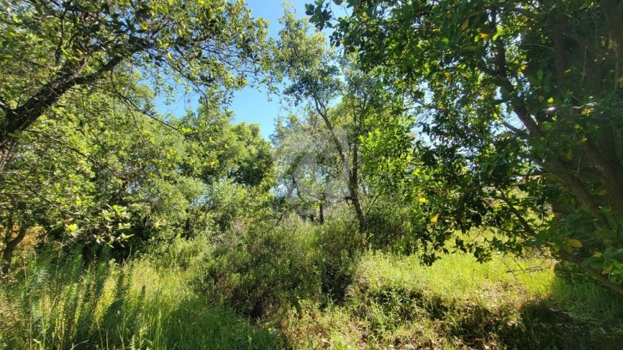 Terreno Agricola ou Rústico para Venda em Sobreira Formosa e Alvito da Beira Foto 14